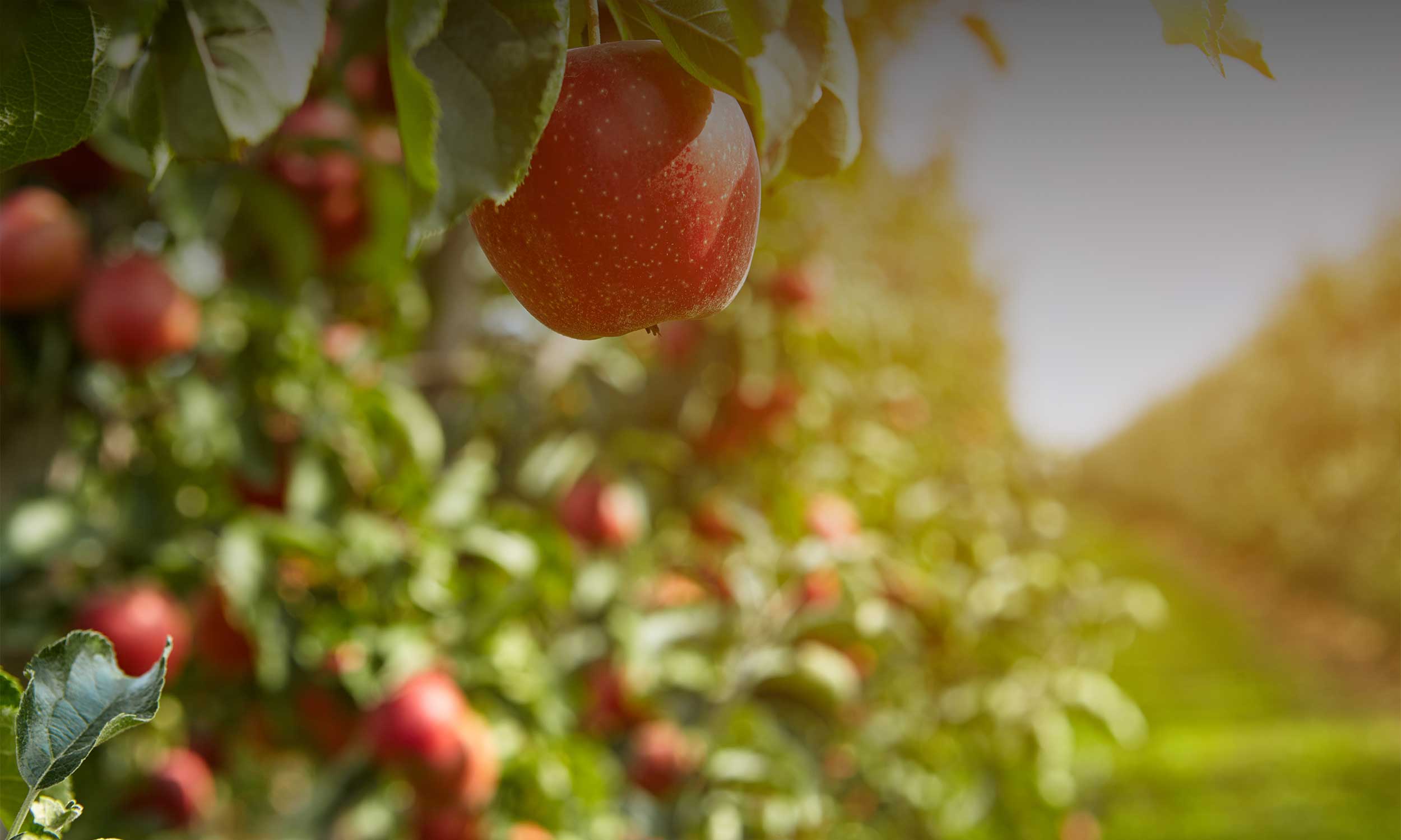 Farm fresh apples in our u-pick apple orchards. Farm fresh apples in our u-pick apple orchards.